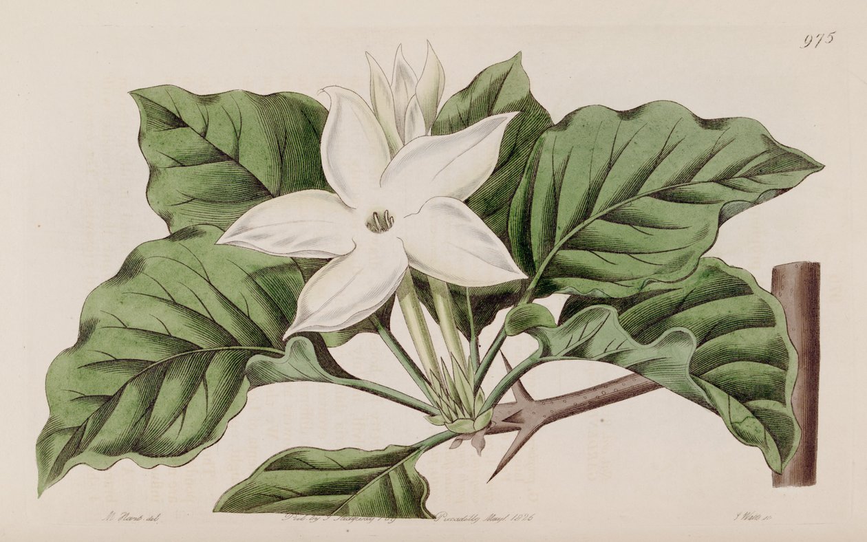 Gardenya yakından by Lindley