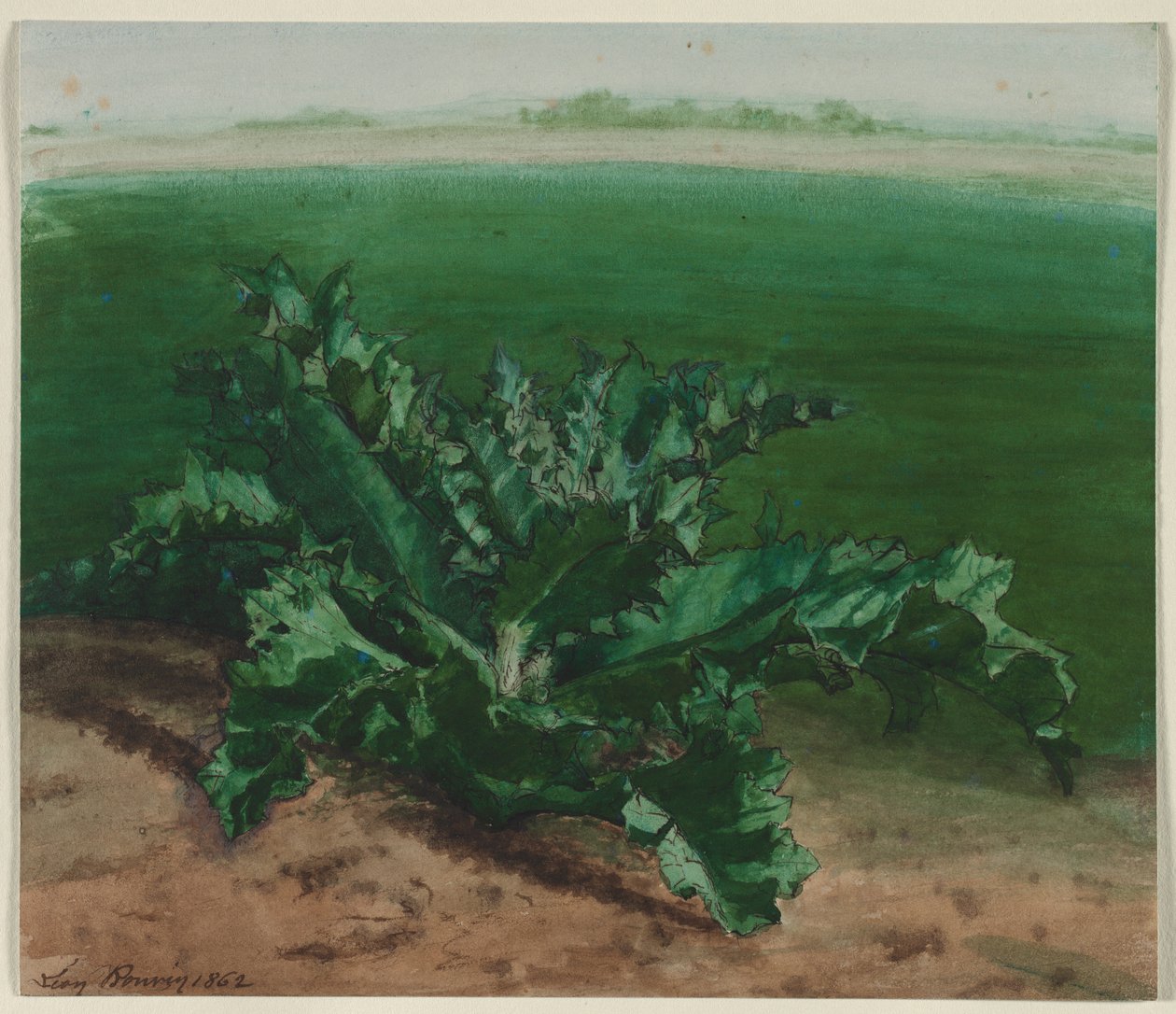 Bir Bitkinin İncelenmesi, Muhtemelen Devedikeni, 1862. by Léon Bonvin