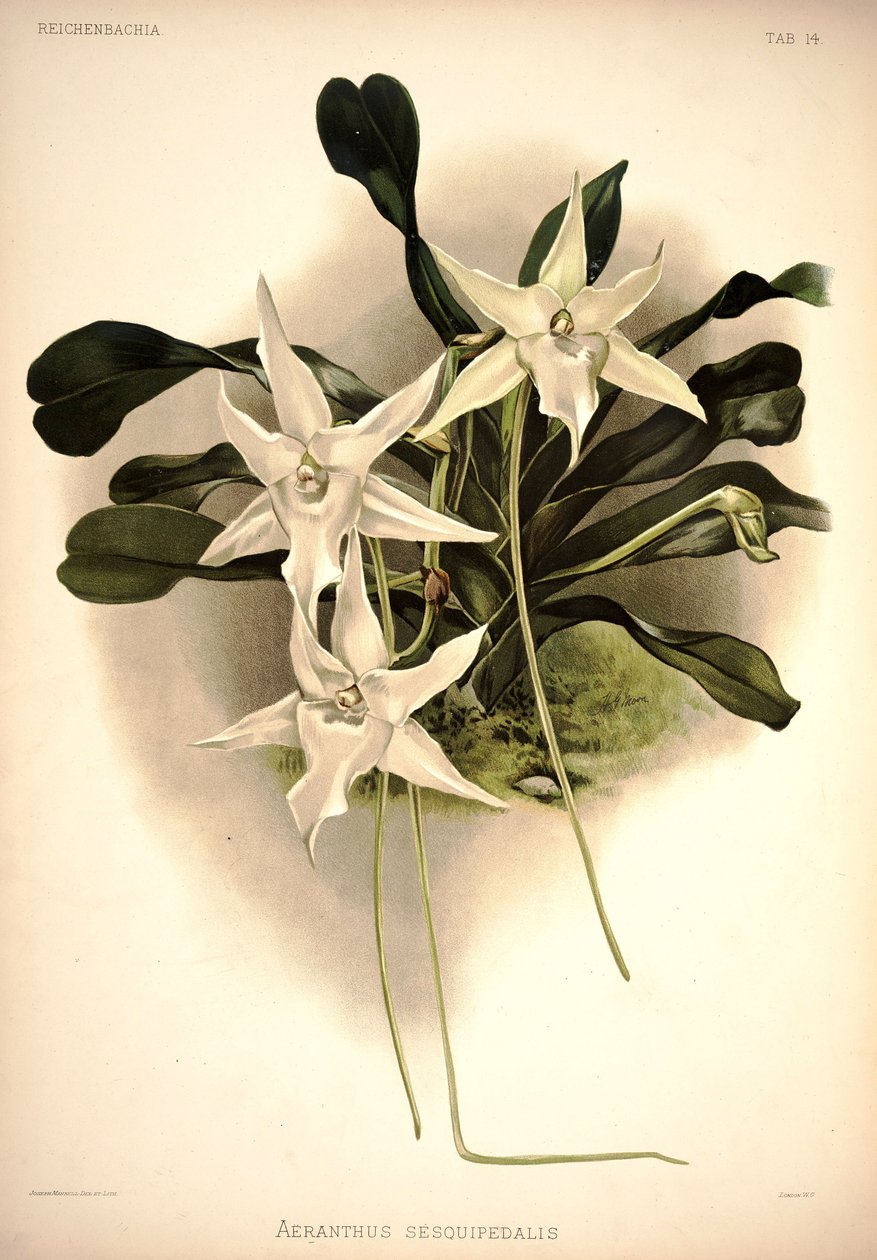angraecum sesquipedale by London H. Sotheran and Co.