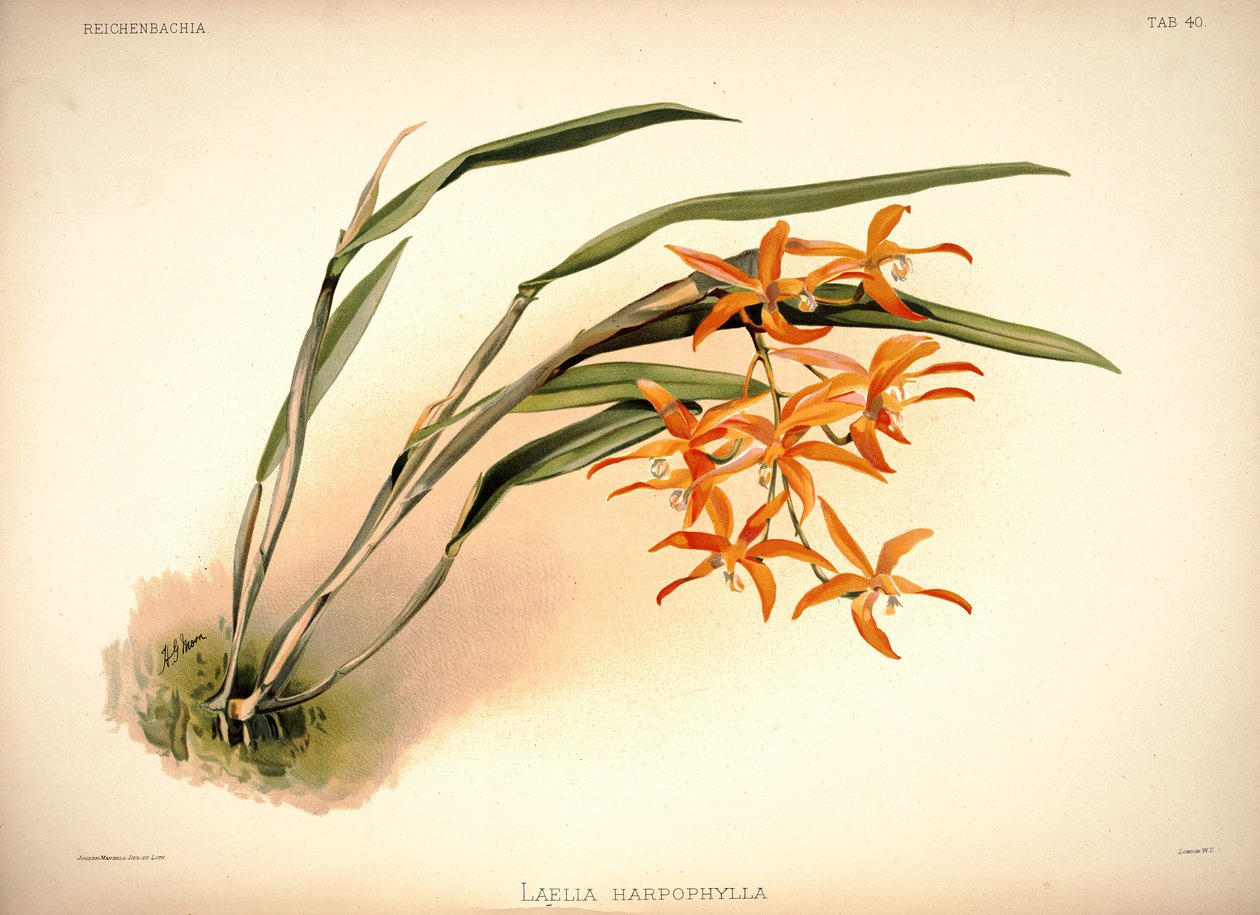 Cattleya harpofilası by London H. Sotheran and Co.