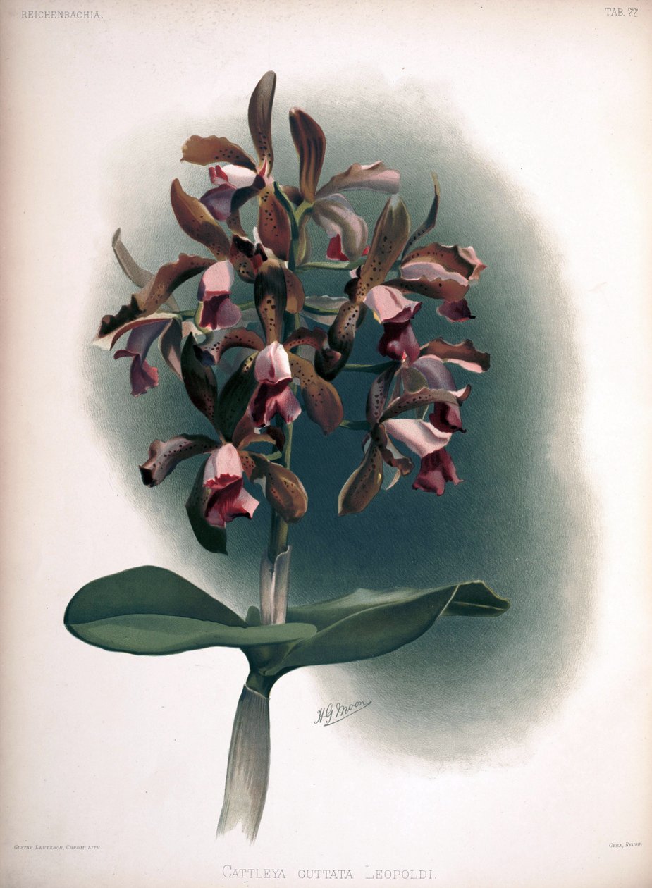 Katleya Tigrina Bize İşareti.: Katleya Guttata Savaşı. Leopoldi by London H. Sotheran and Co.