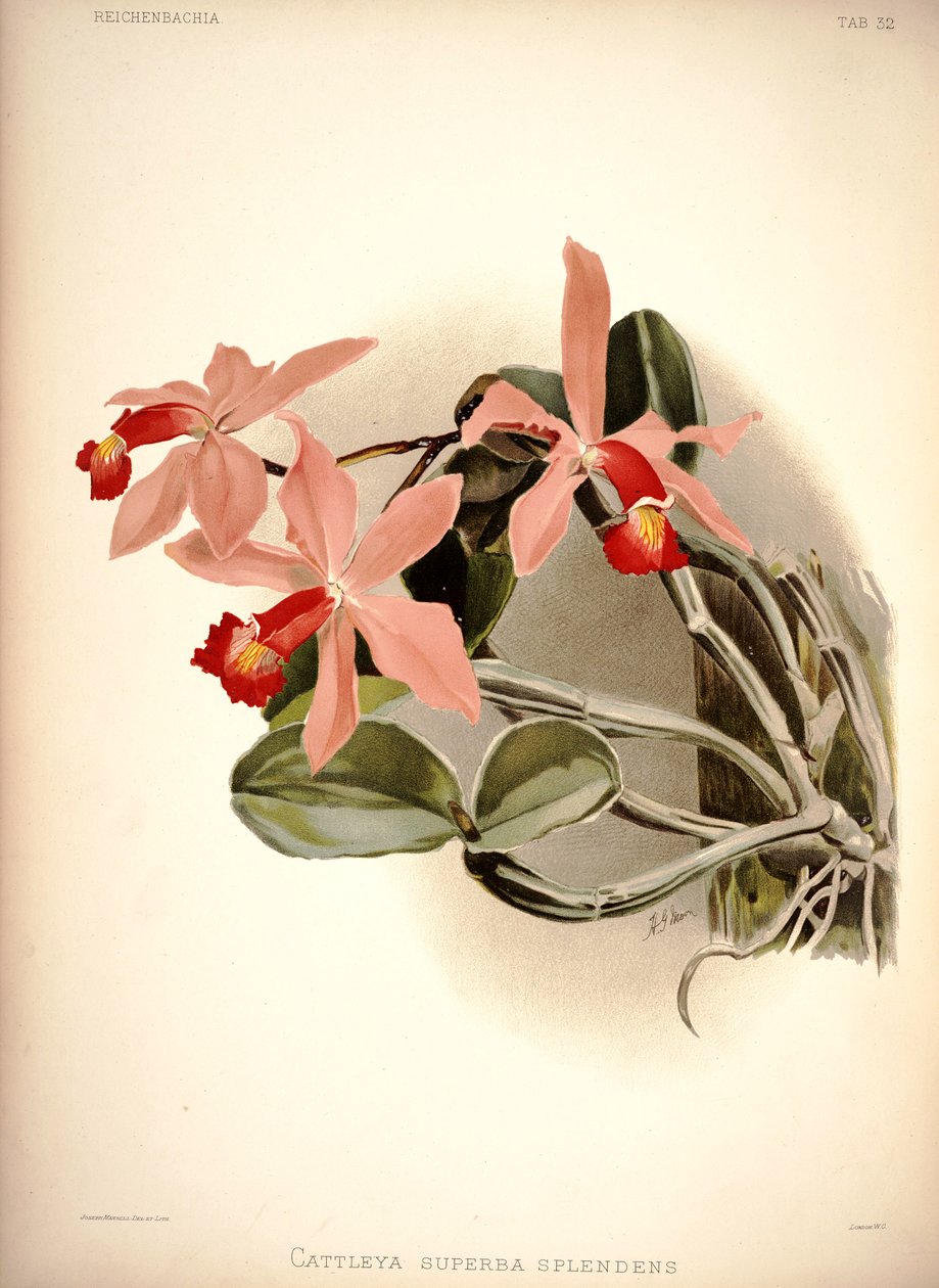 Cattleya hastalığı by London H. Sotheran and Co.