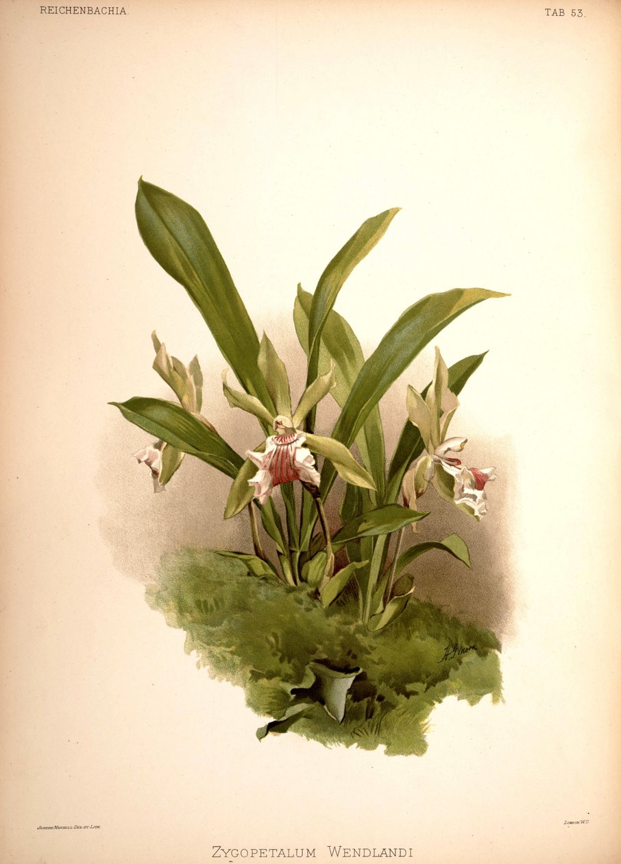 Cochleanthes aromatica, syn.: Zygopetalum wendlandii by London H. Sotheran and Co.