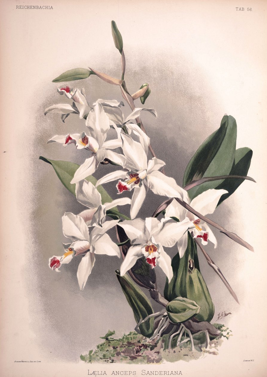 Laelia anceps, syn.: Laelia anceps var. sanderiana by London H. Sotheran and Co.