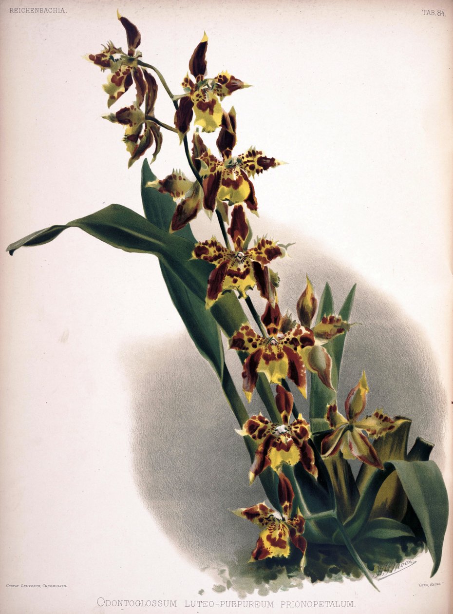 Odontoglossum luteopurpureum by London H. Sotheran and Co.
