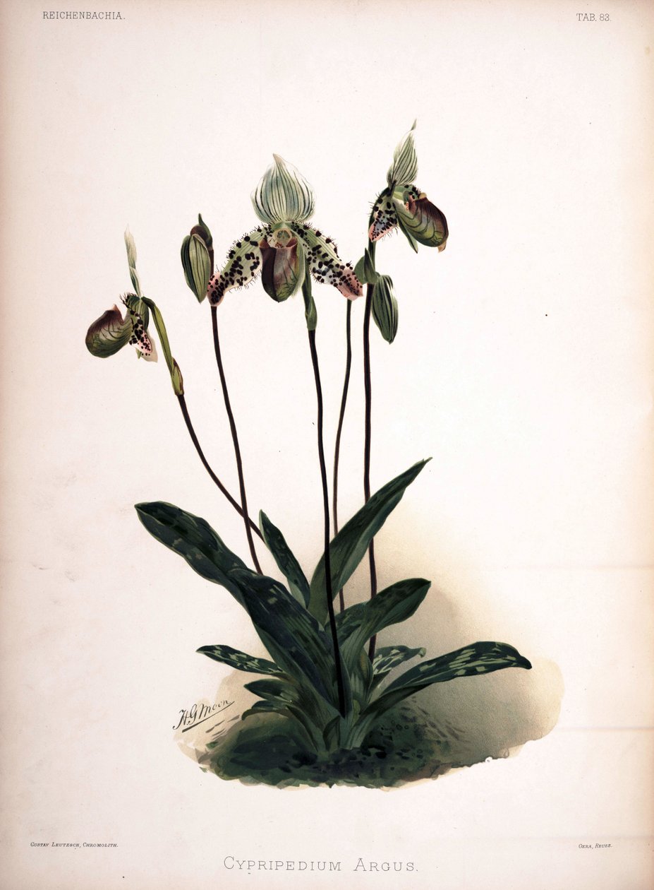 Paphiopedilum argus as syn: Cypripedium argus by London H. Sotheran and Co.