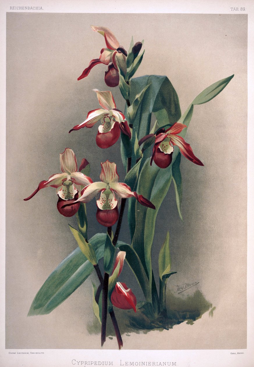 Phragmipedium × sedenii as syn: Cypripedium × lemoinierianum by London H. Sotheran and Co.