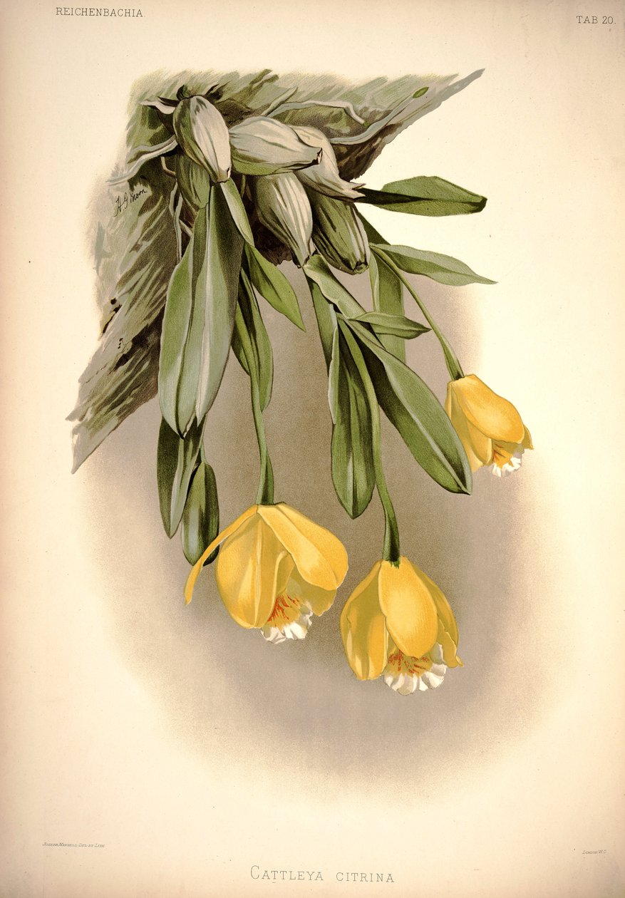 Prosthechea sitrina   (bkz: Cattleya citrina) by London H. Sotheran and Co.
