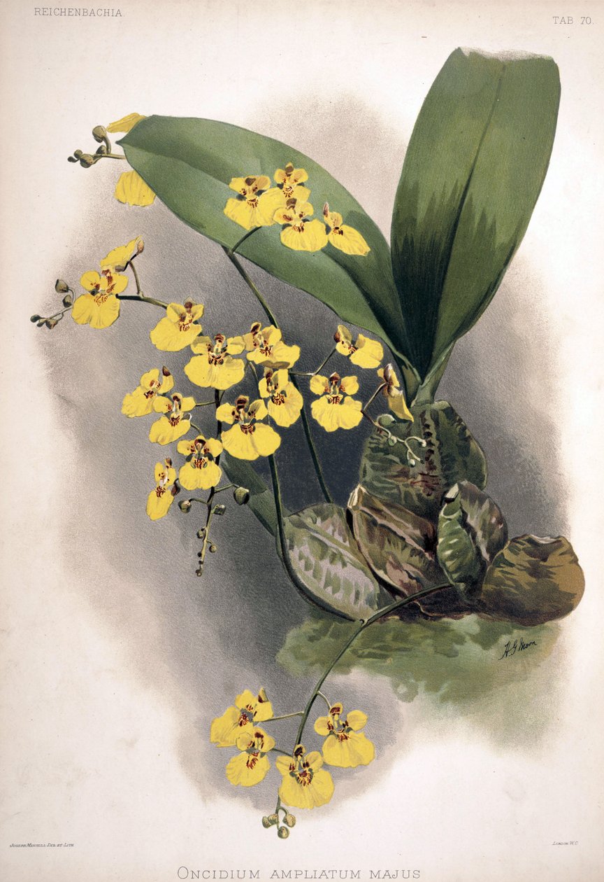 Rossioglossum syn.: Oncidium ampliatum var. daha büyük by London H. Sotheran and Co.