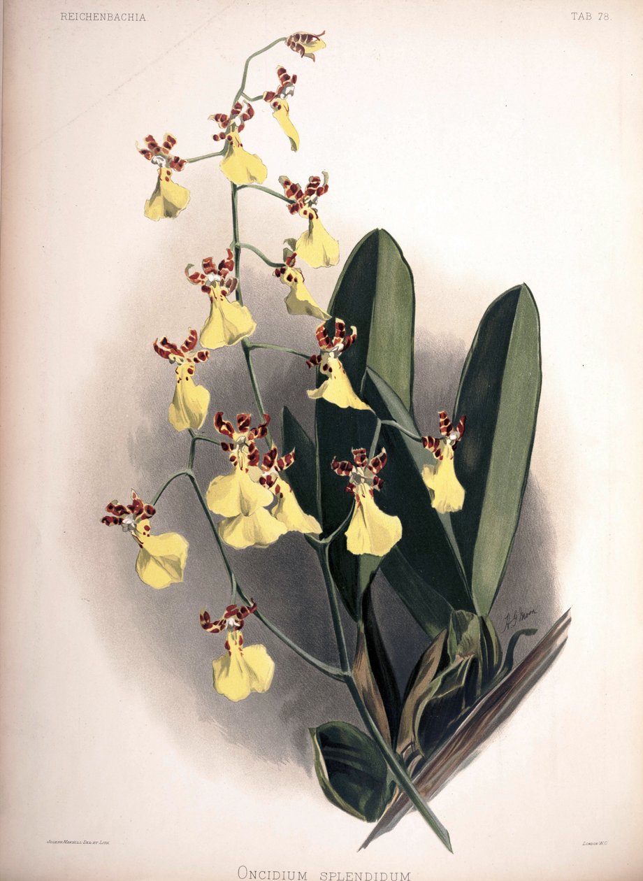 Syn.: Oncidium olarak Trichocentrum splendidum by London H. Sotheran and Co.