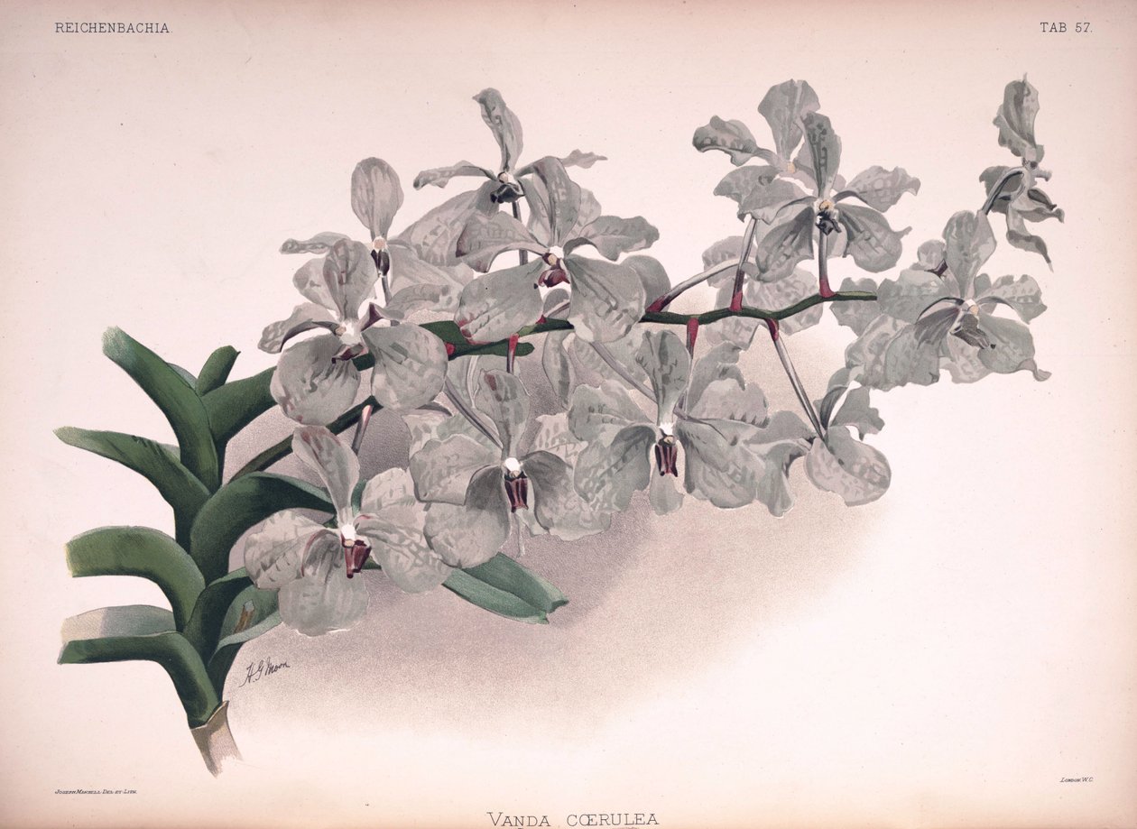 Vanda coerulea by London H. Sotheran and Co.