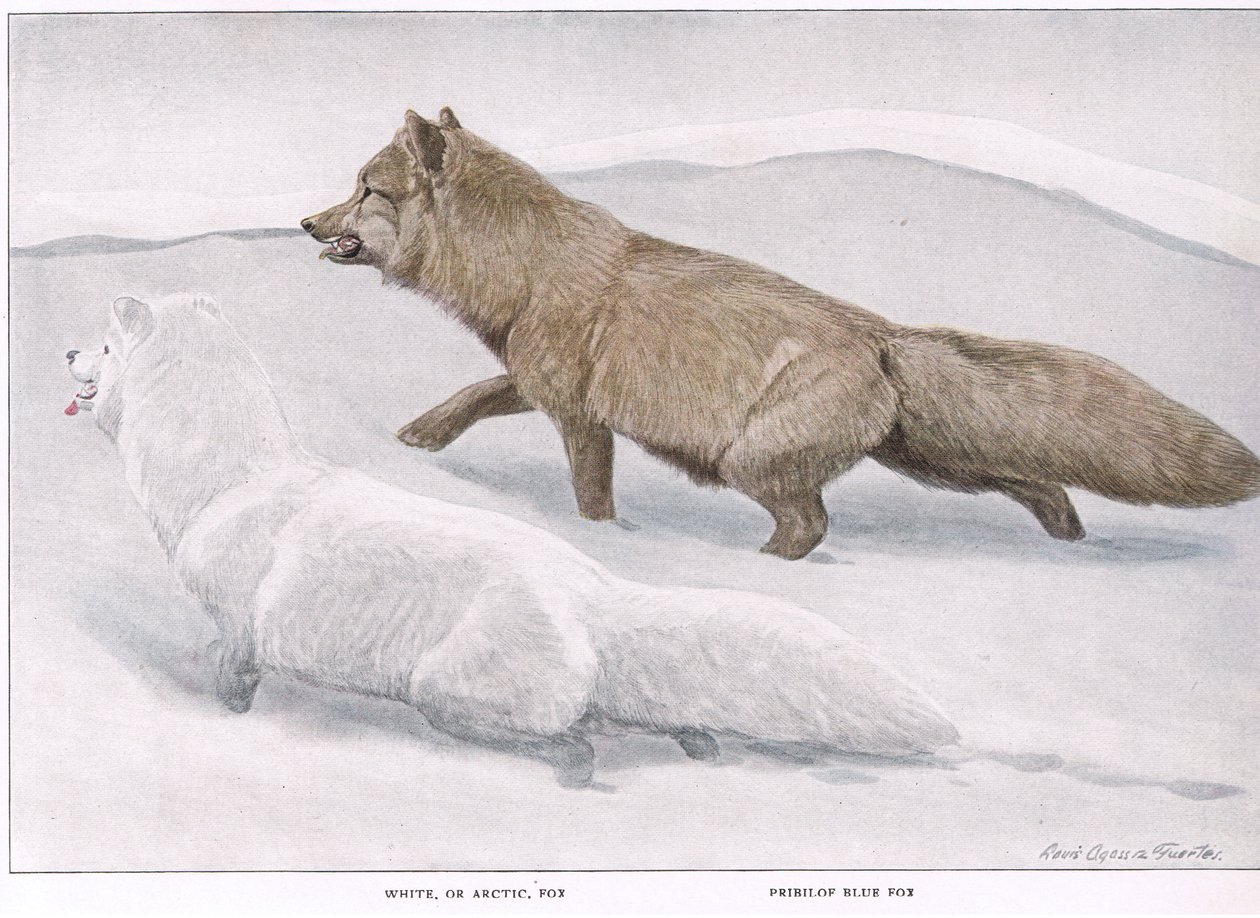 ಆರ್ಕ್ಟಿಕ್ ಫಾಕ್ಸ್ ಟರ್ಕಿ by Louis Agassiz Fuertes