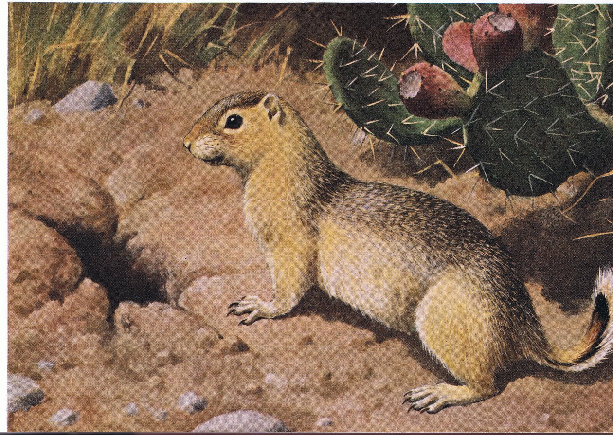 Eastern Chipmunk, birçok dolabı asla çıplak olmayan zorlayıcı bir sağlayıcı by Louis Agassiz Fuertes