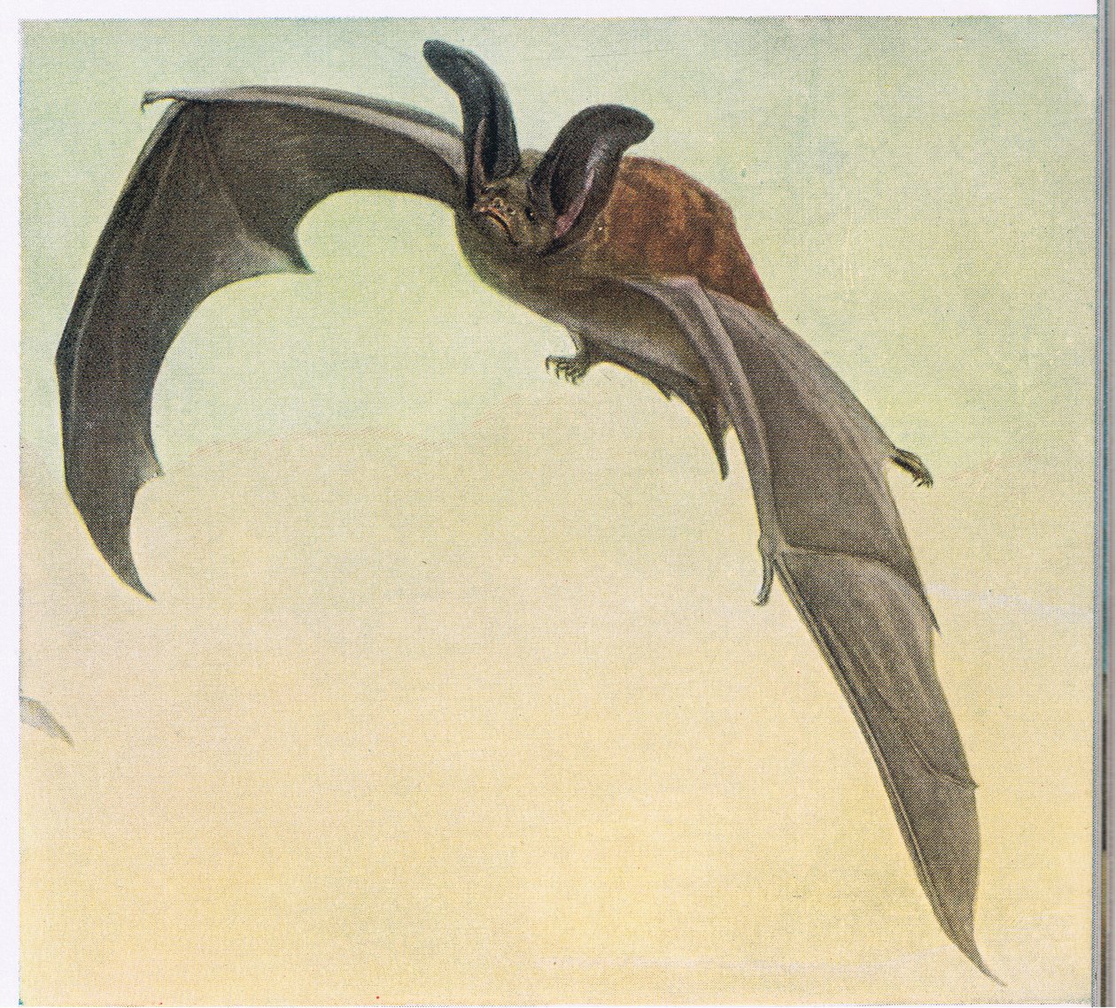 solgun yarasa by Louis Agassiz Fuertes