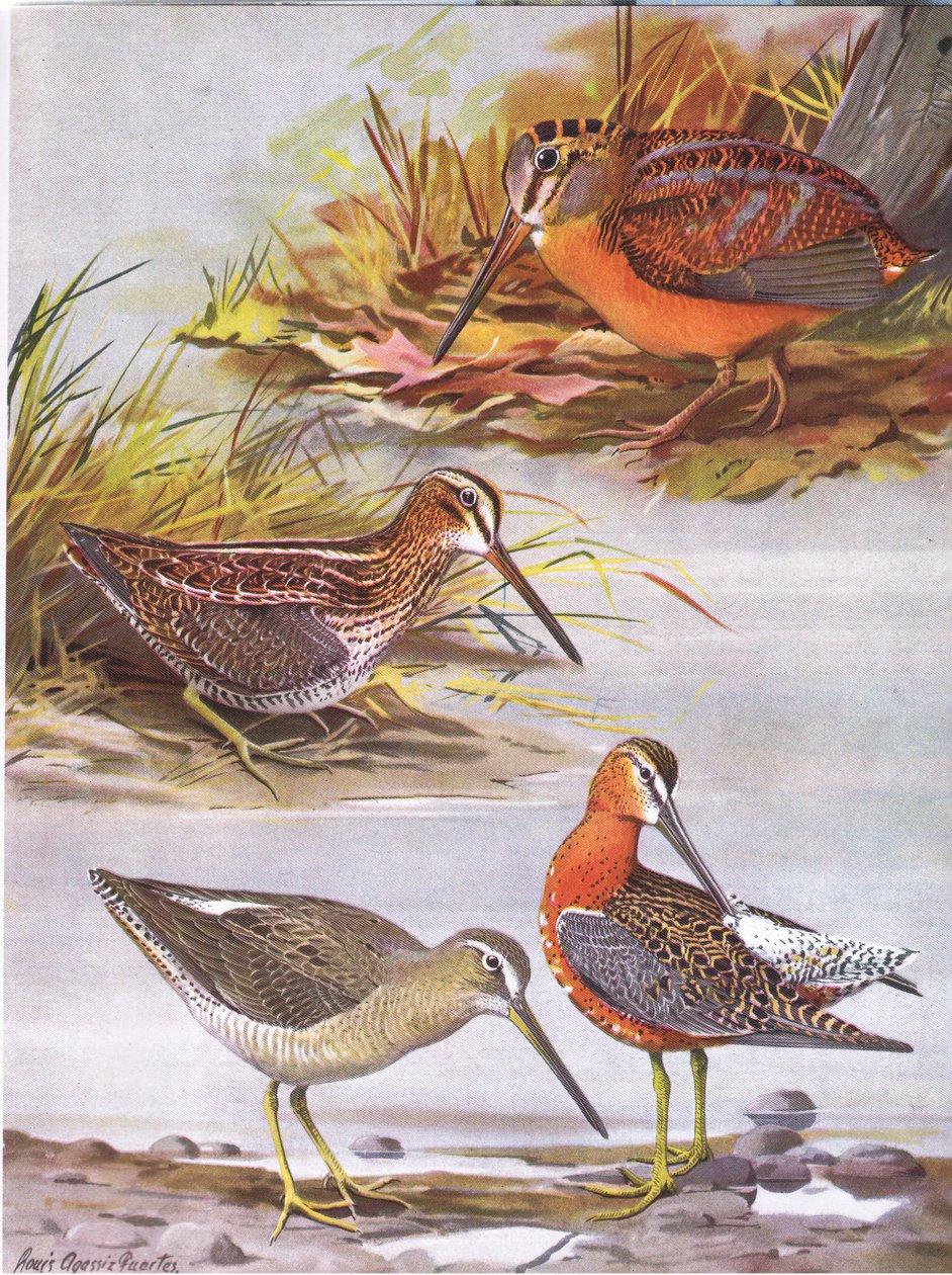 Wilsons Snipe, Eastern Dowitcher, American Woodcock  by Louis Agassiz Fuertes