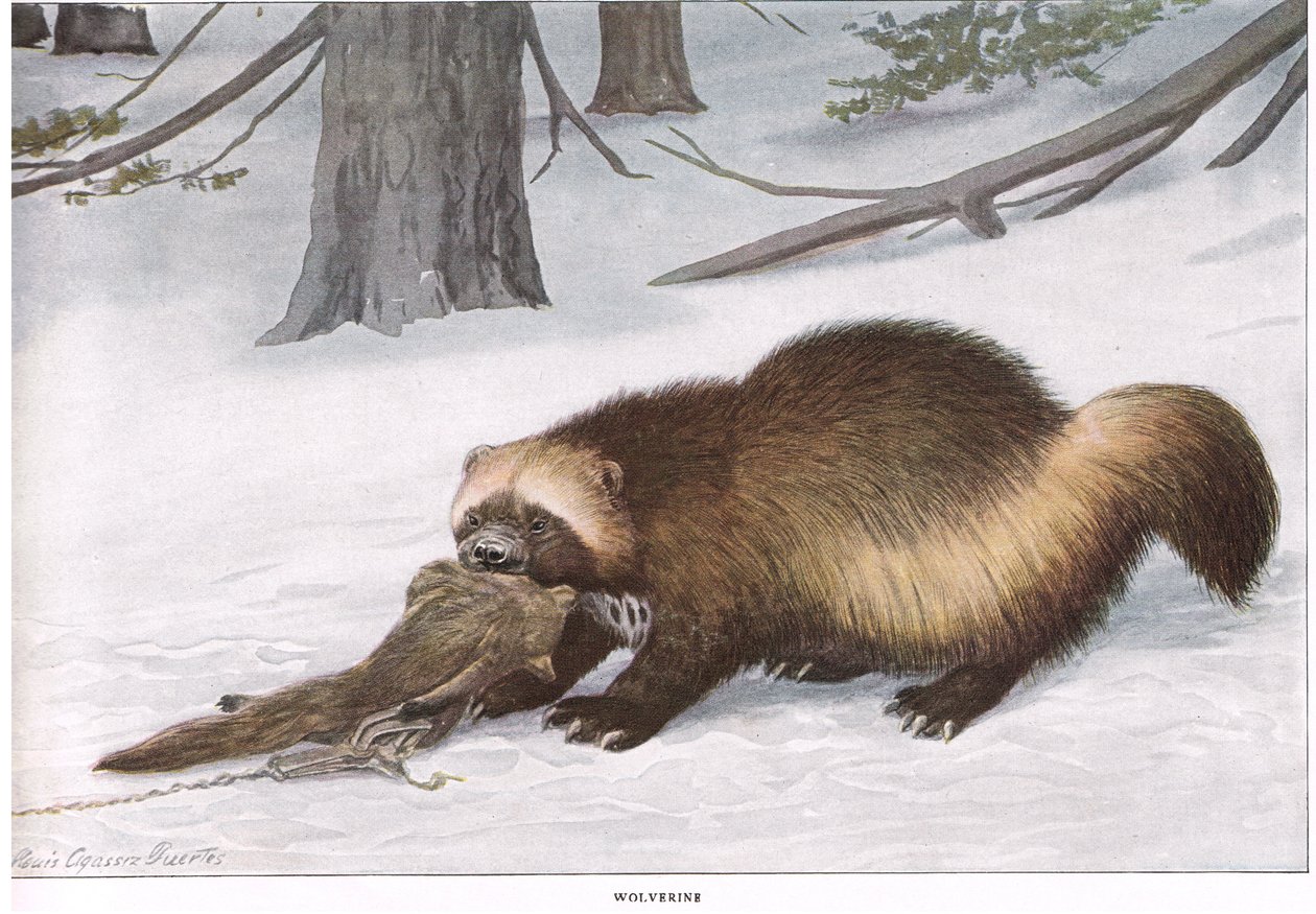 Wolverine by Louis Agassiz Fuertes