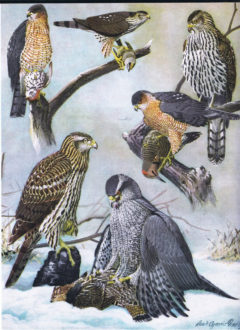 Sharp-Skinned Hawk, Coopers Hawk, Eastern Goshawk  by Louis Agassiz Fuertes