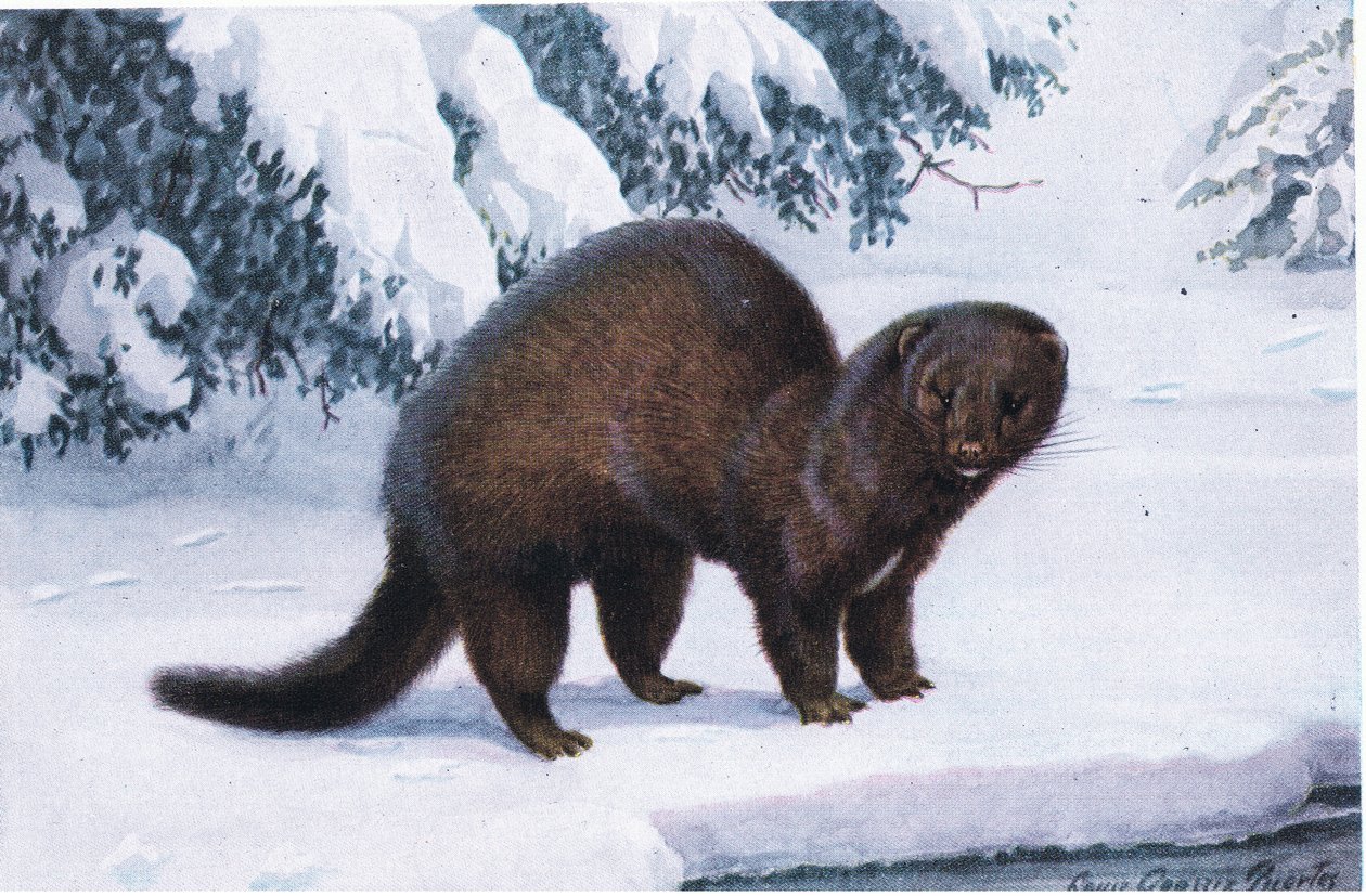 Vizon by Louis Agassiz Fuertes