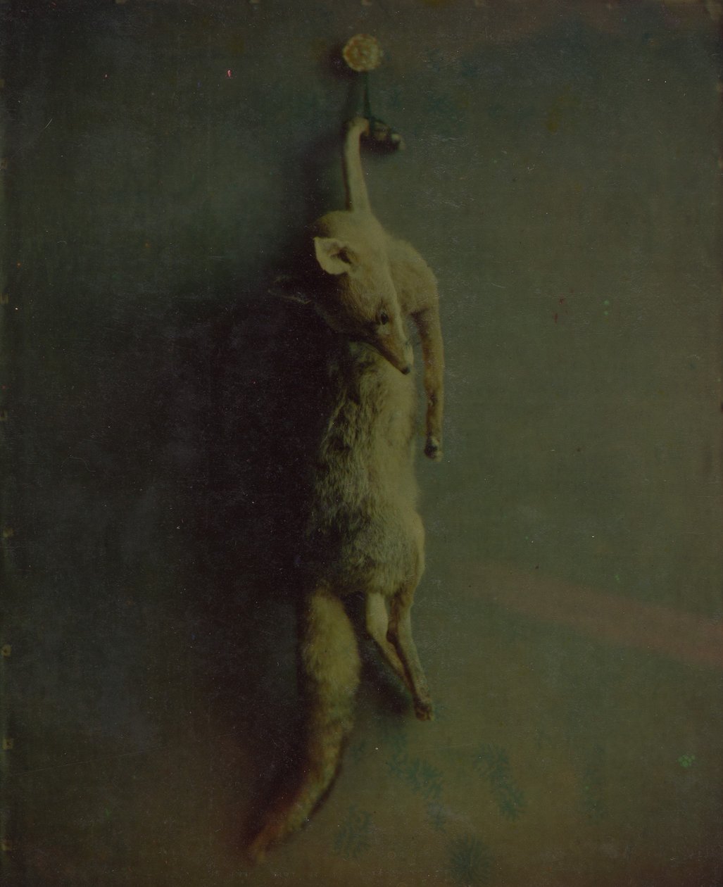 Fox, yaklaşık 1870. by Louis Ducos du Hauron