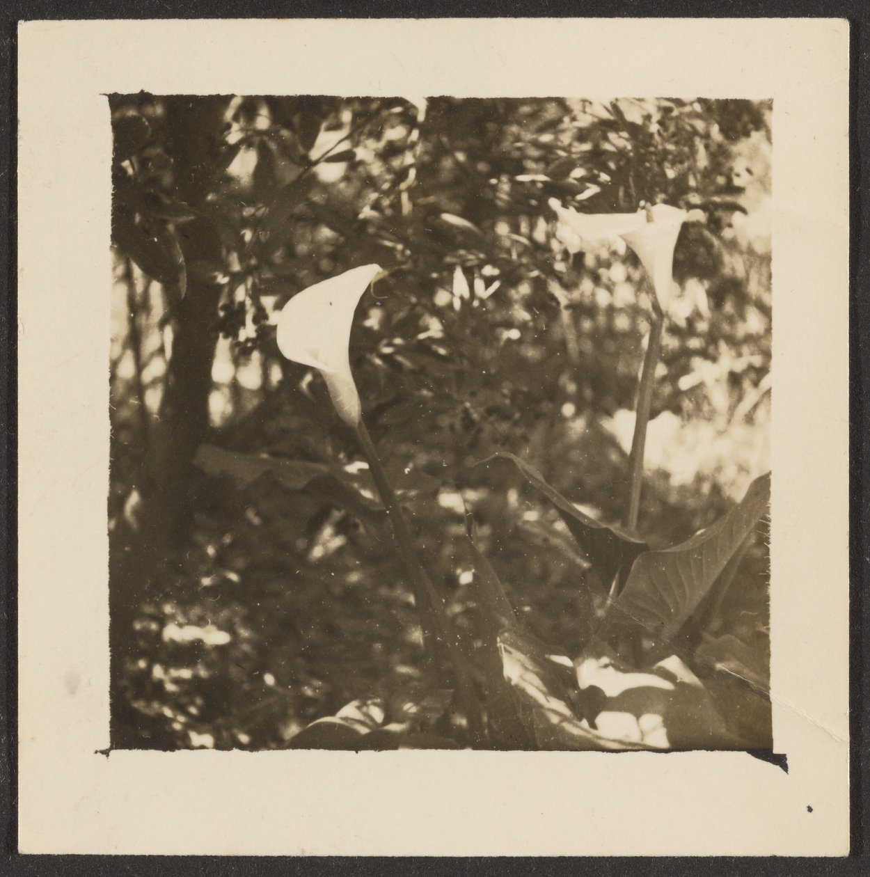  by Louis Fleckenstein