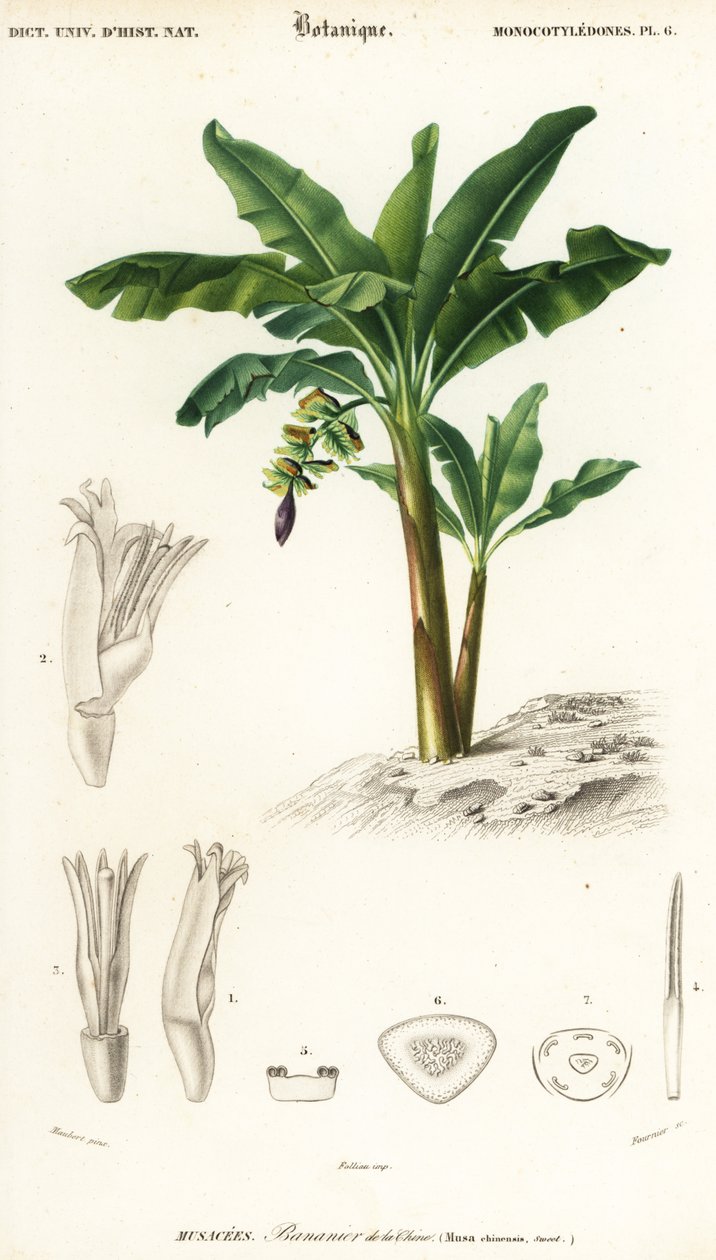 Muz, Moses Assuminata., 1849 (gravür) by Louis Joseph Edouard Maubert