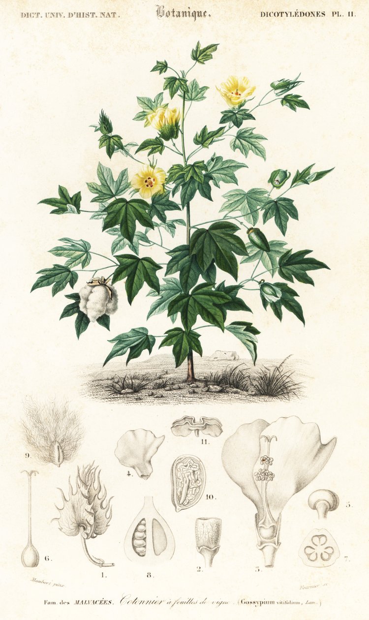 Pamuk bitkisi, Gossypium barbadense.,1849 (gravür) by Louis Joseph Edouard Maubert