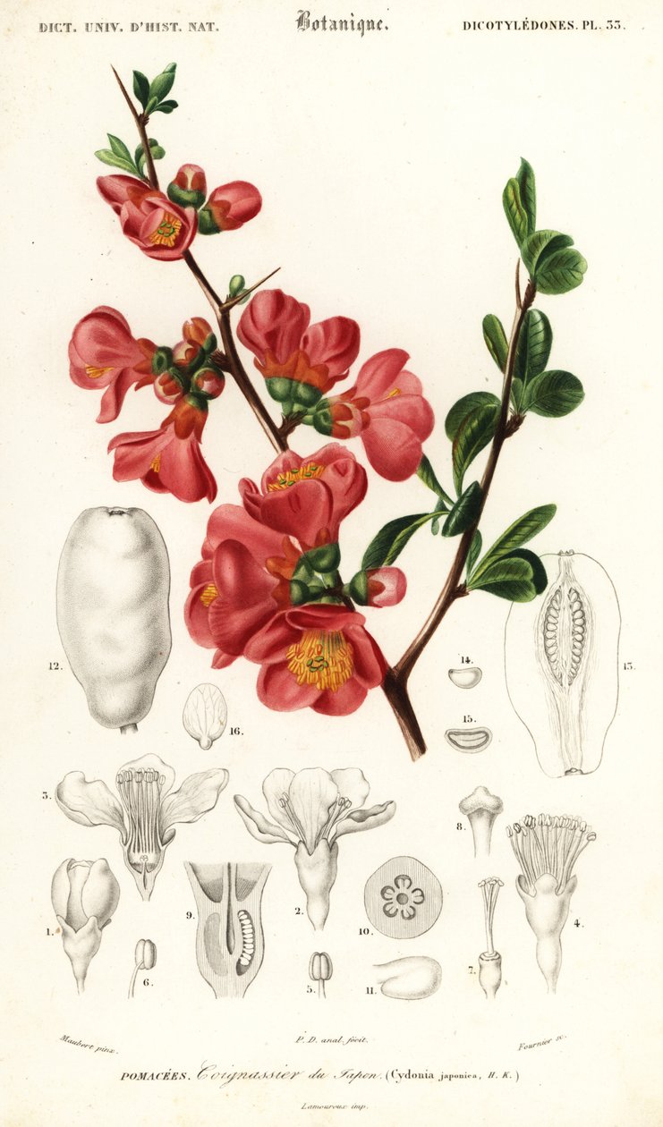 Japon ayvası, Chaenomeles japonica., 1849 (gravür) by Louis Joseph Edouard Maubert