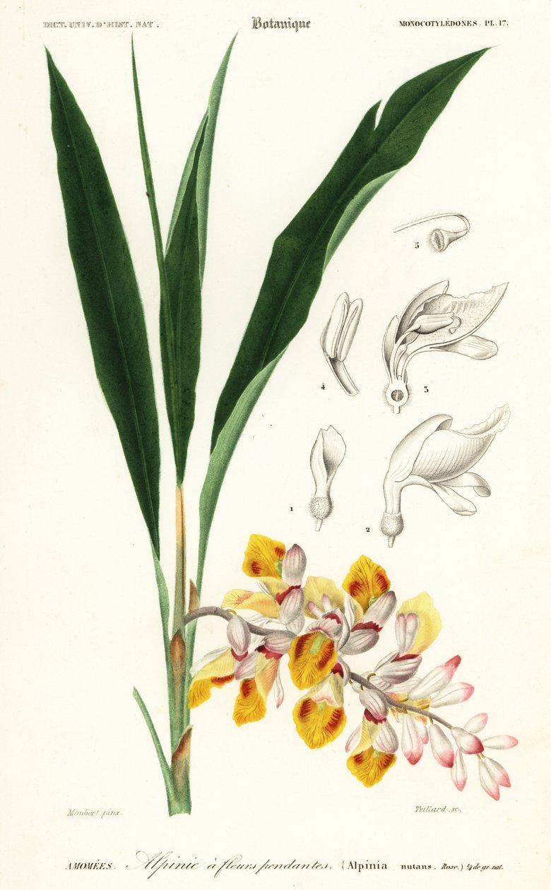 Kabuk çiçeği, Alpinia nutans. ,1849 (gravür) by Louis Joseph Edouard Maubert