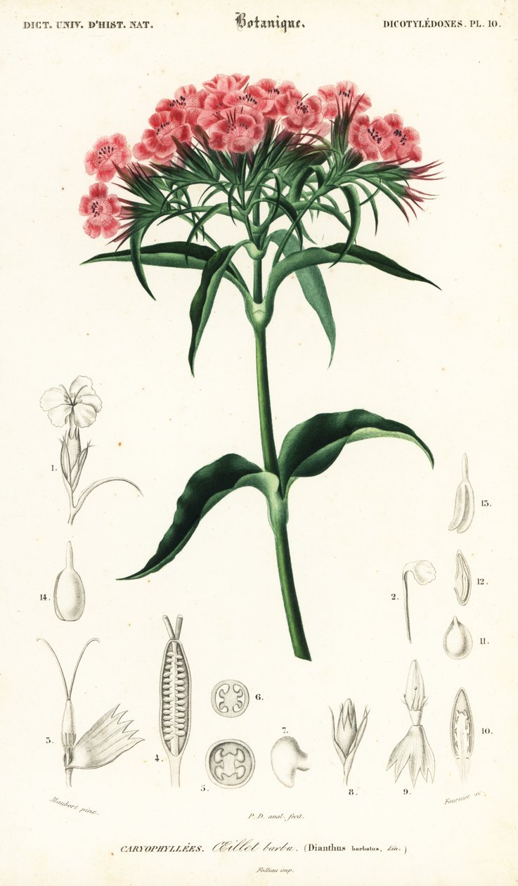 Tatlı William, Dianthus barbatus., 1849 (gravür) by Louis Joseph Edouard Maubert