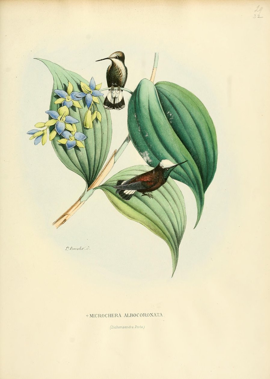 mikrochera albocoronata by Louis Victor Bevalet