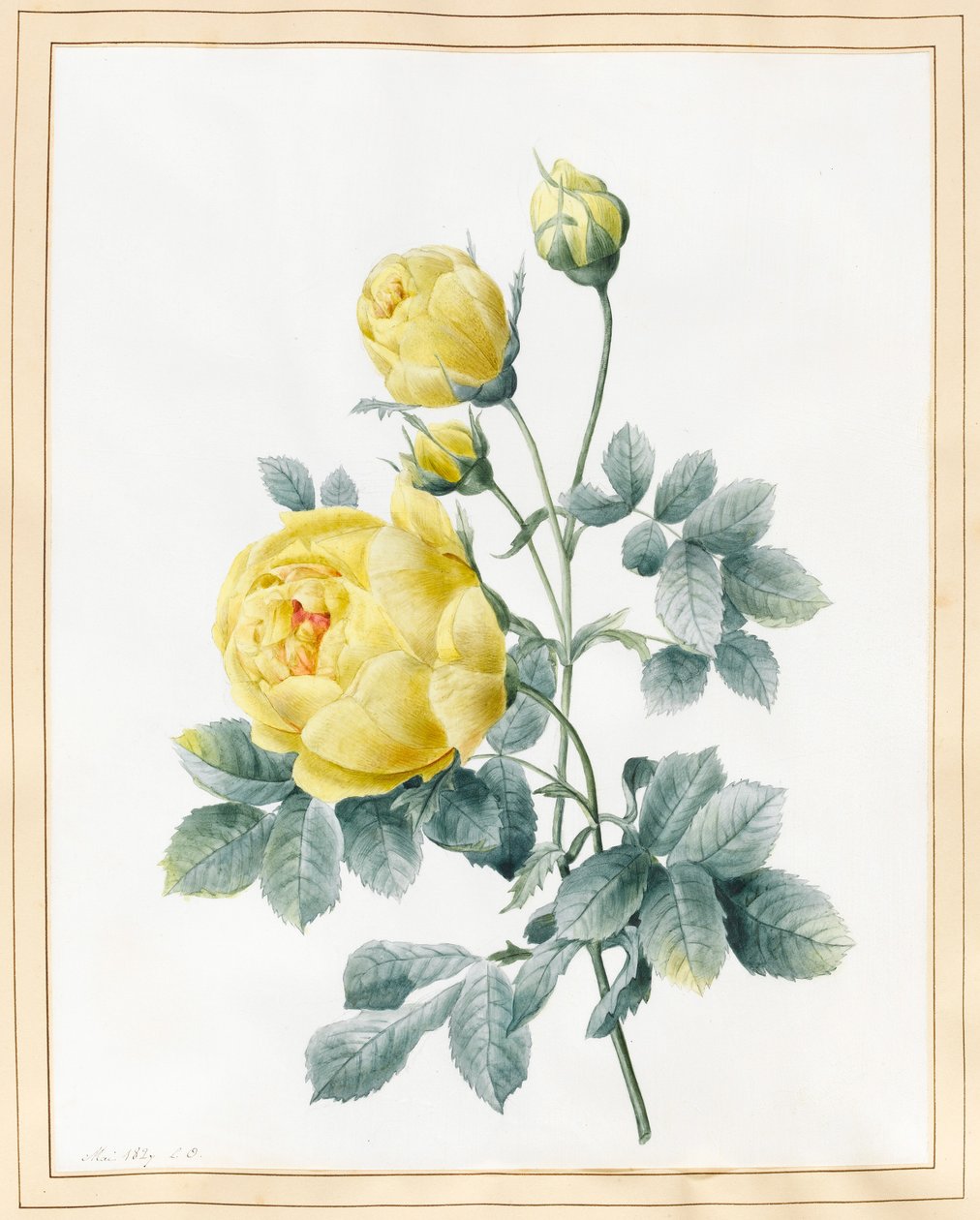 Sarı Güller, 1827 (parşömen üzerine wc) by Louise DOrleans