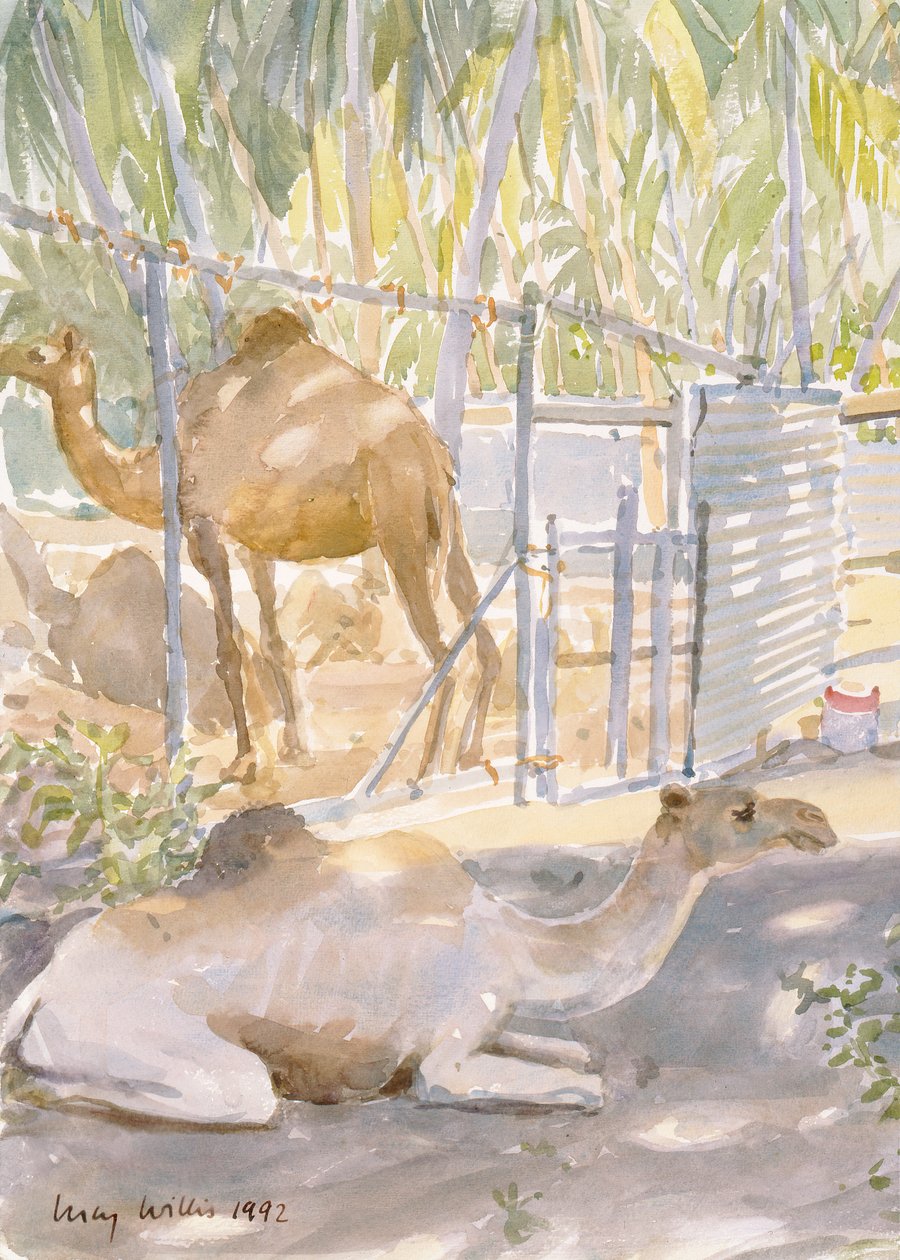 Develer Dinleniyor, Salalah (Umman) 1992 (wc) by Lucy Willis
