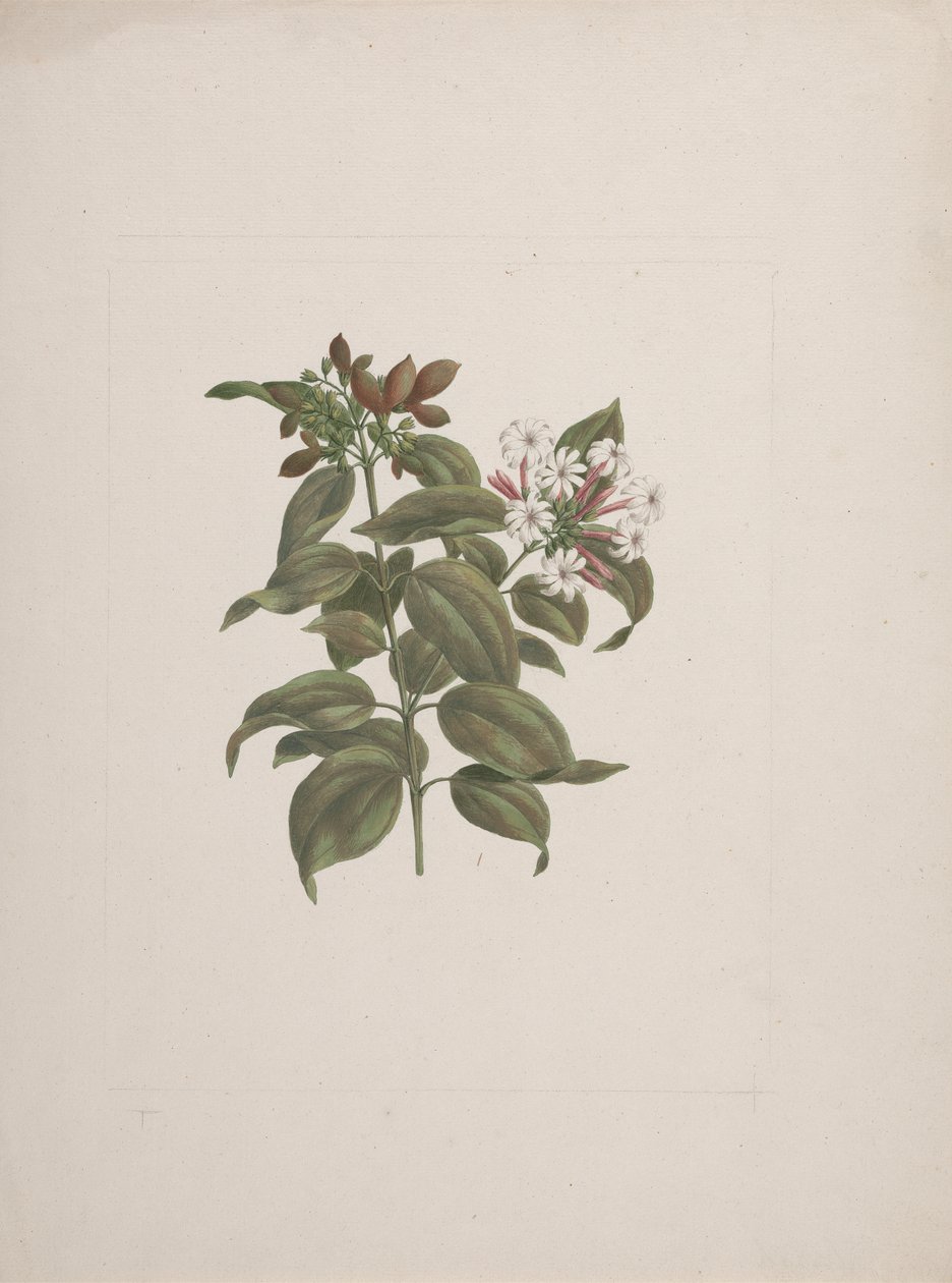 Jasminum dichotomun Vahl (Afrika yasemini): bitmiş çizim by Luigi Balugani