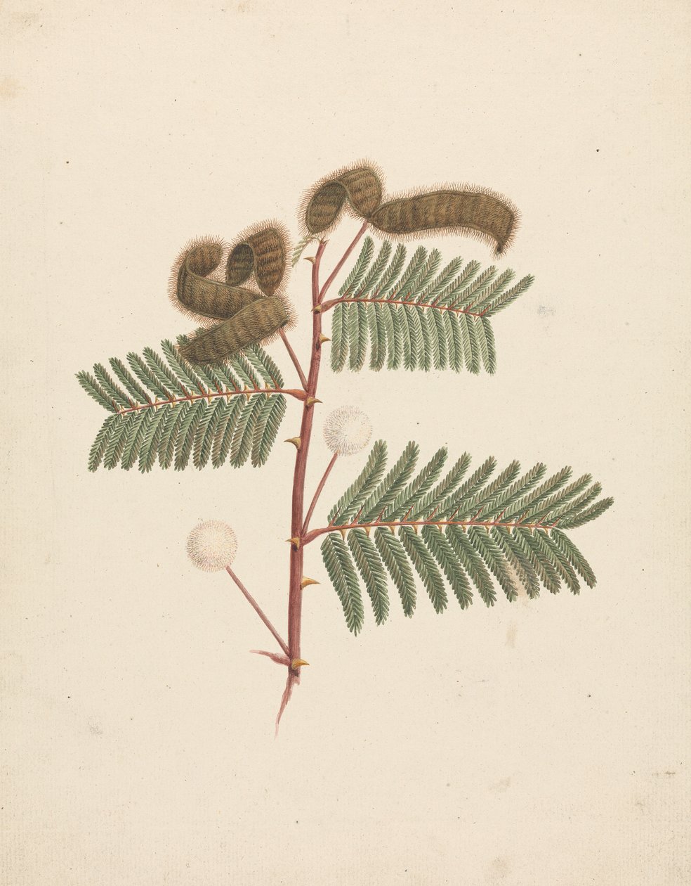 Mimosa pigra (L.): bitmiş çizim by Luigi Balugani