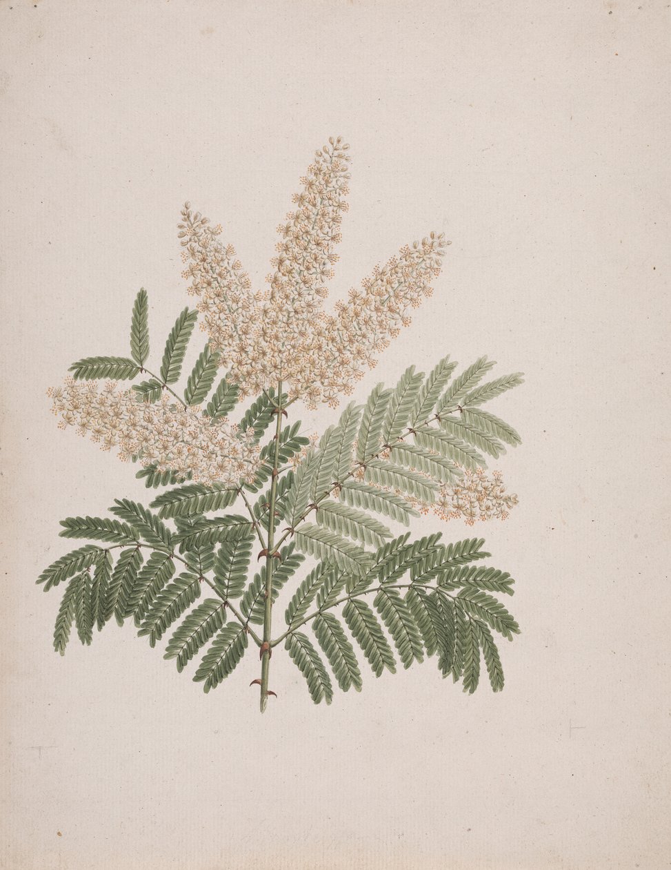 Pterolobium stellatum (Forssk): bitmiş çizim by Luigi Balugani