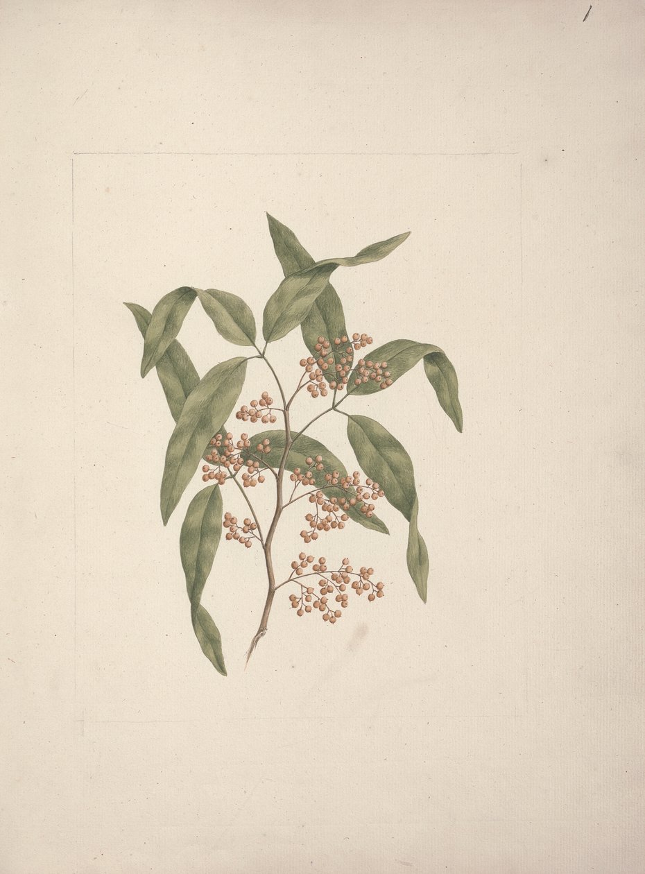 Rhus mu? retinore Oliver: çizimi bitirdi by Luigi Balugani