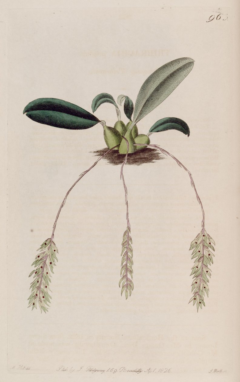 Bulbophyllum sarkacının çizimi (sensin. Tribrachia pendula olarak) by M. Hart