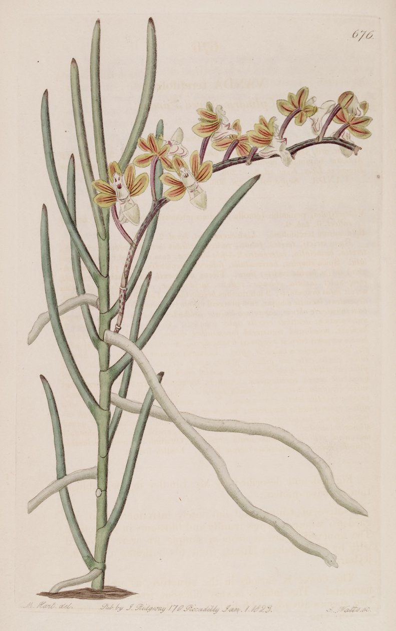 Cleisostoma simondii
