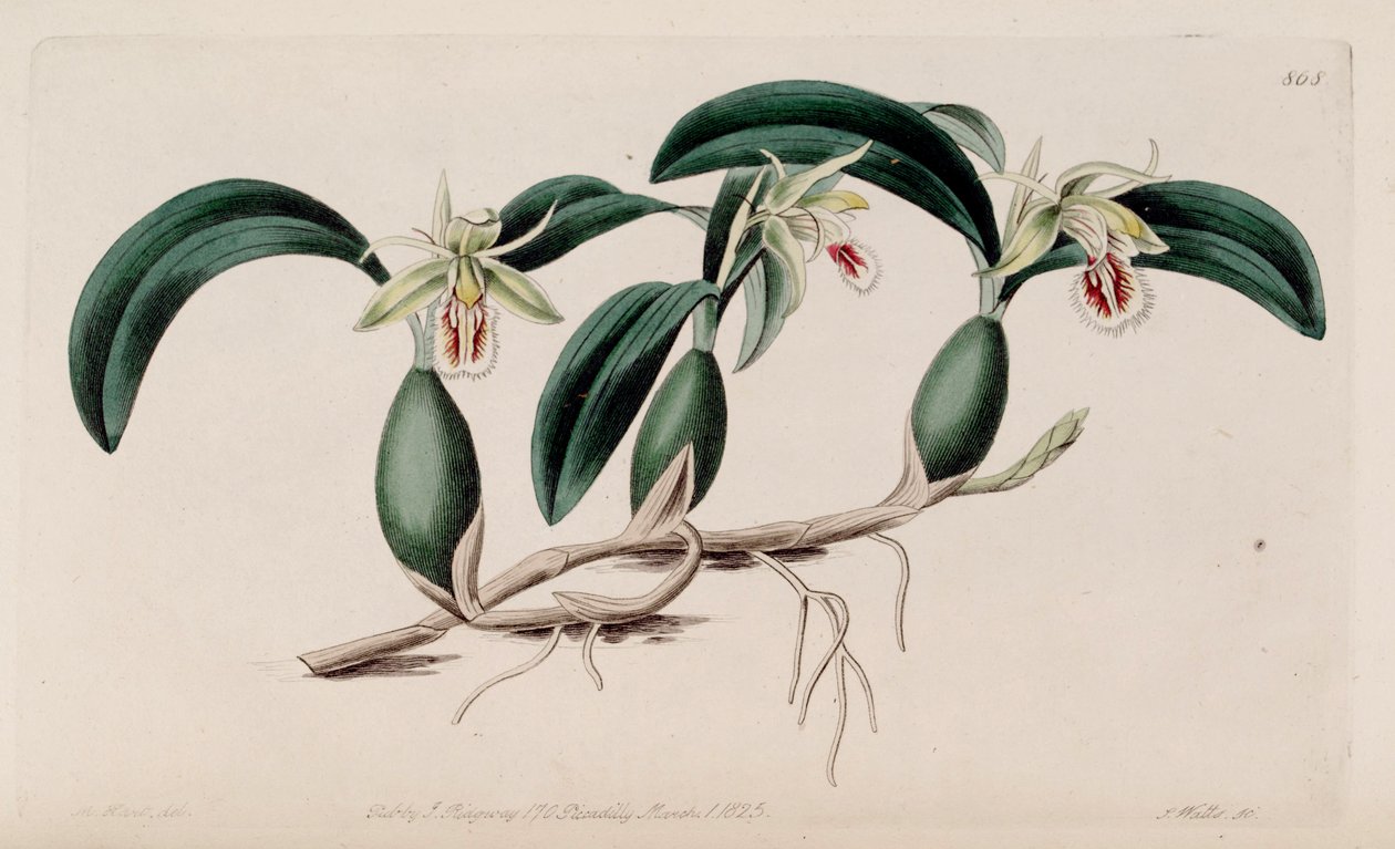 Coelogyne fimbriata çizimi by M. Hart