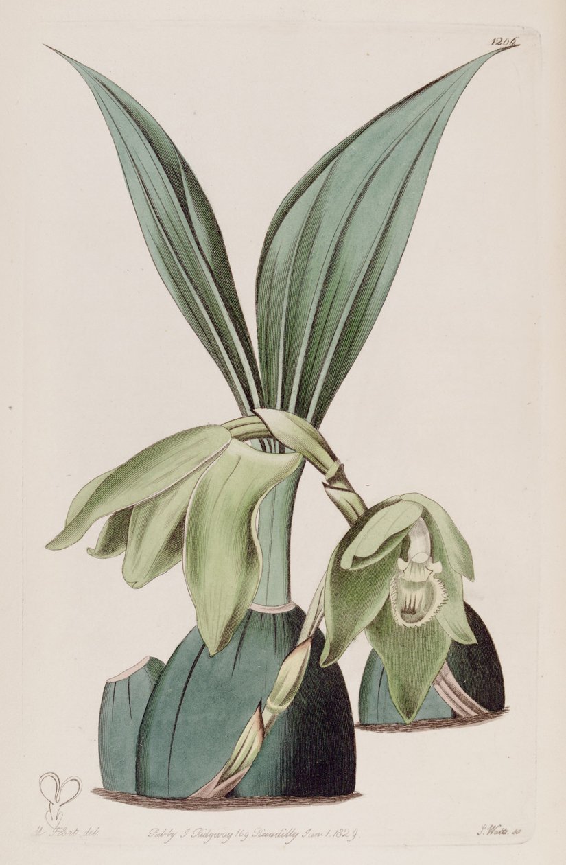 Ida ciliata