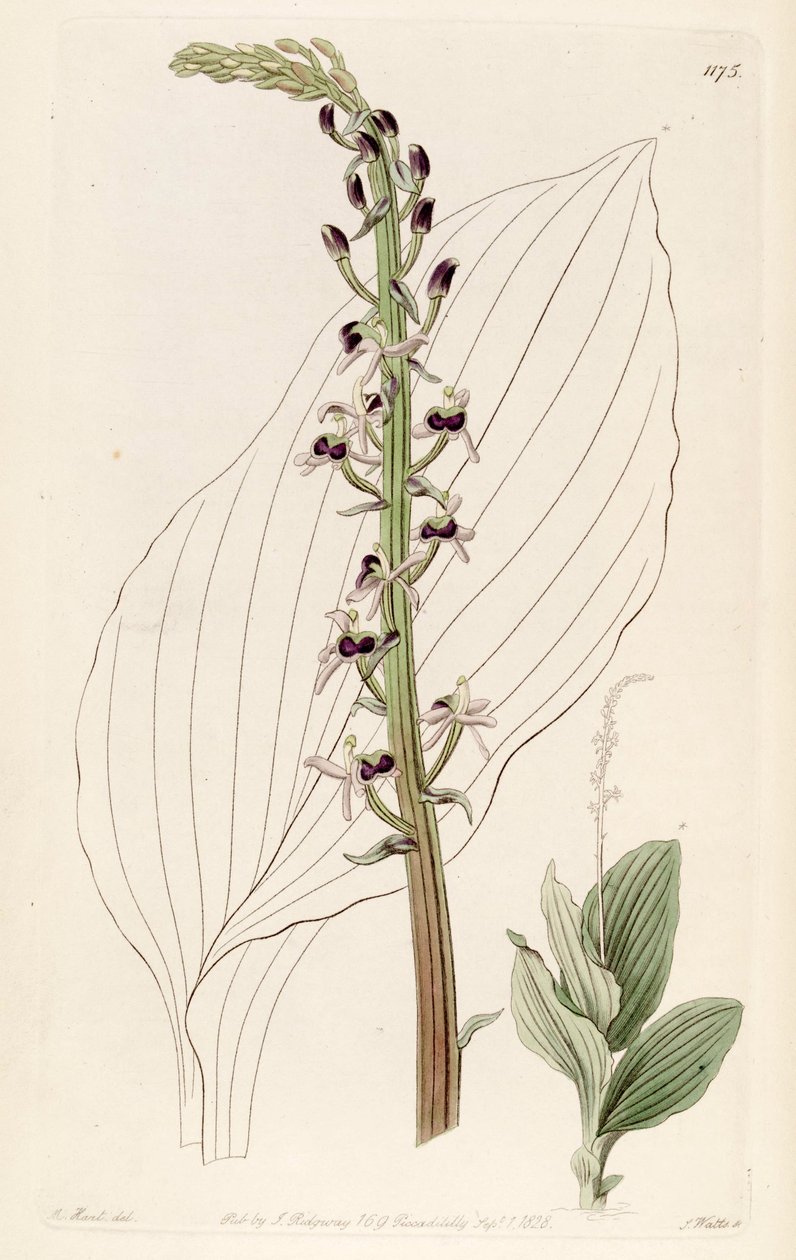 Liparis nervoza ssp. nervoza (sin. Liparis elata olarak) by M. Hart