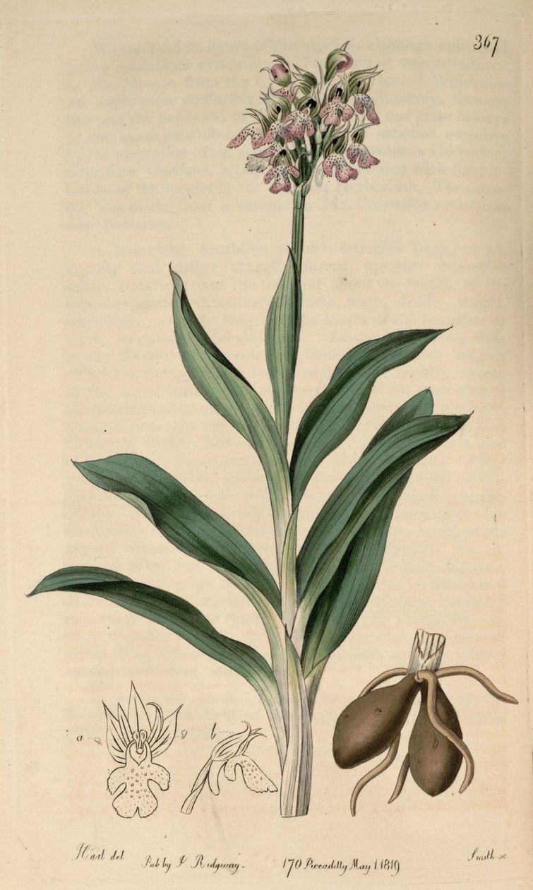 Neotinea tridentata subsp. tridentata(syn.Orchis variegataAll olarak) by M. Hart