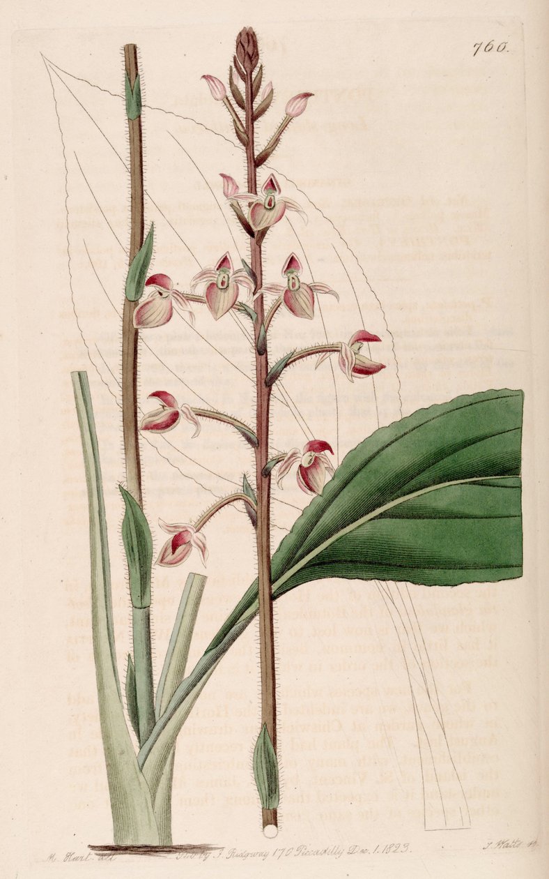Ponthieva petiolata çizimi by M. Hart
