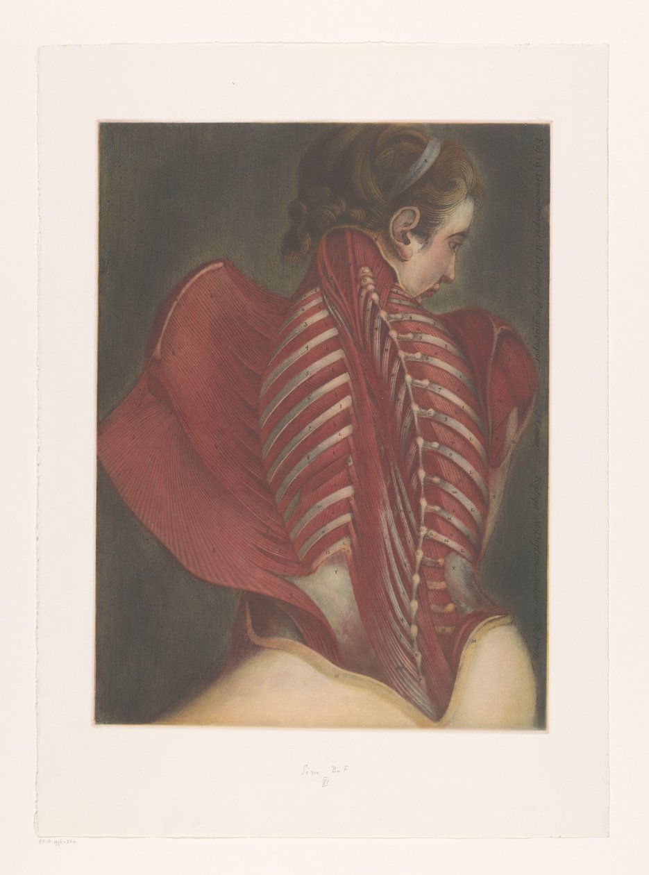 Sırtın anatomik temsili by M.D. Duplain