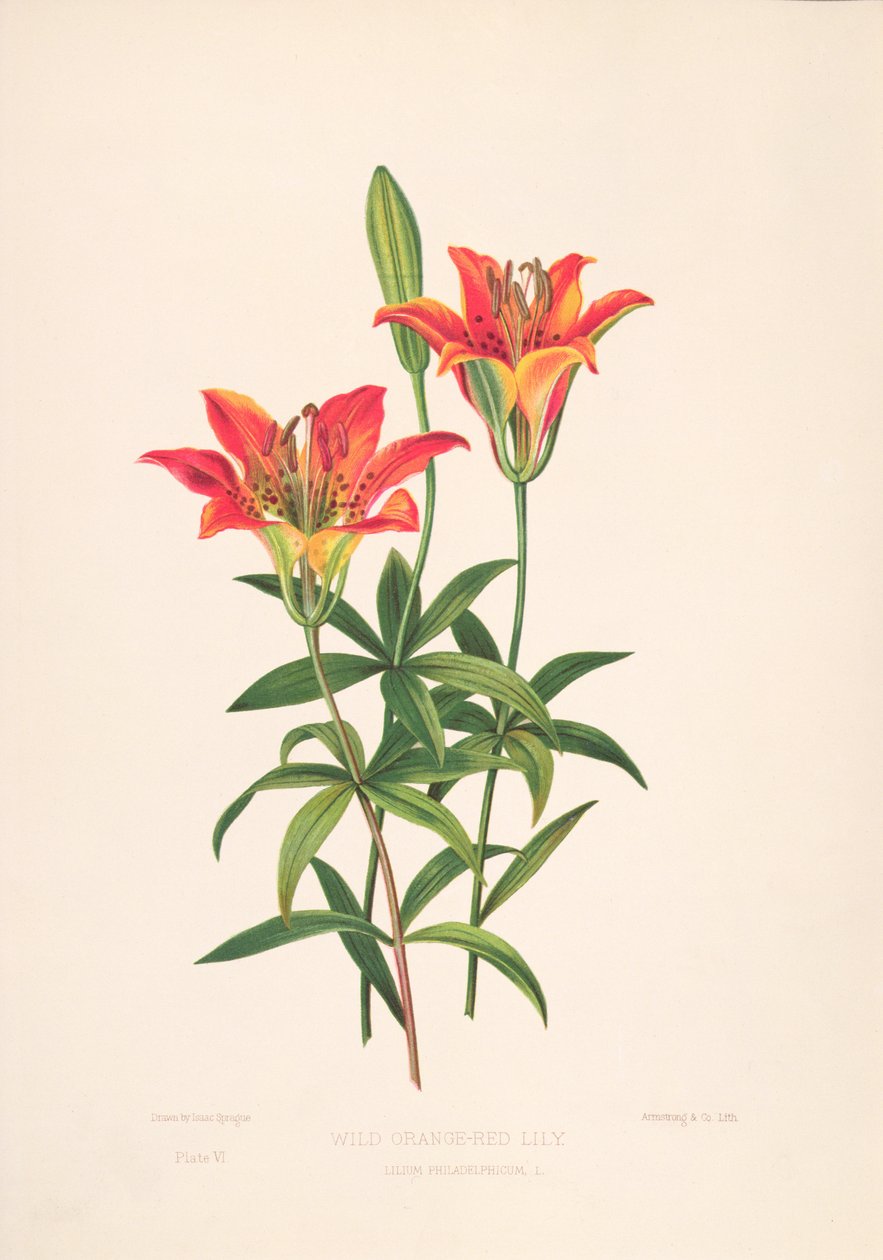 Güzel Epimakhos by M. Hart