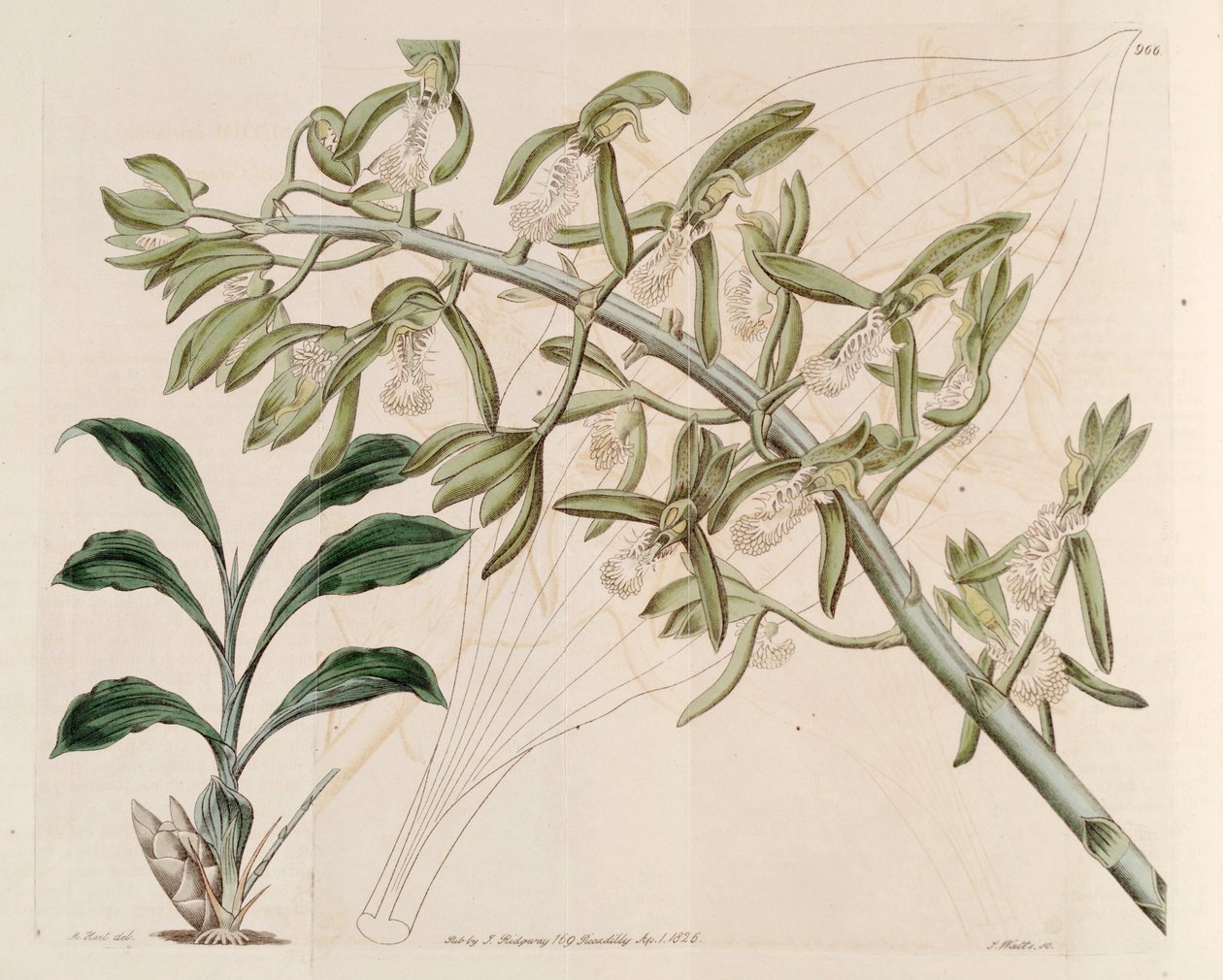 Catasetum cristatum'un çizimi by M. Hart