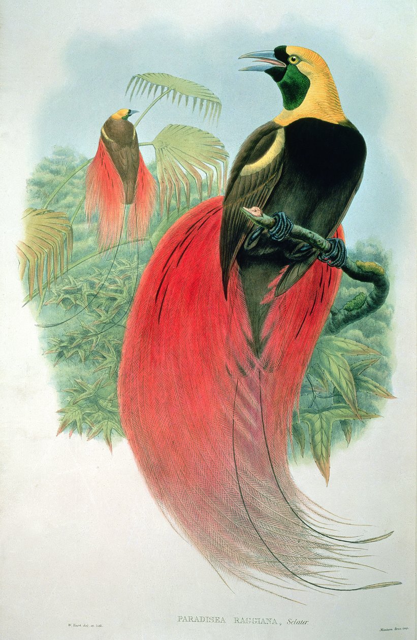Cennet Raggiana by M. Hart