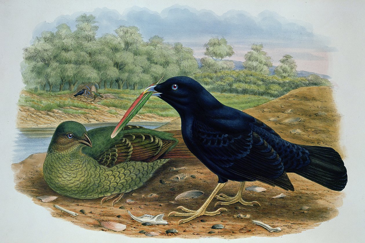 Ptilonorhyncus Violaceus, Saten Bowerbird by M. Hart