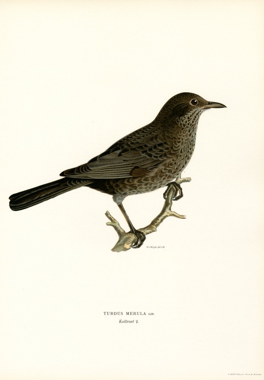 Karatavuk (renkli taş) by Magnus Ferdinand and Wilhelm von Wright