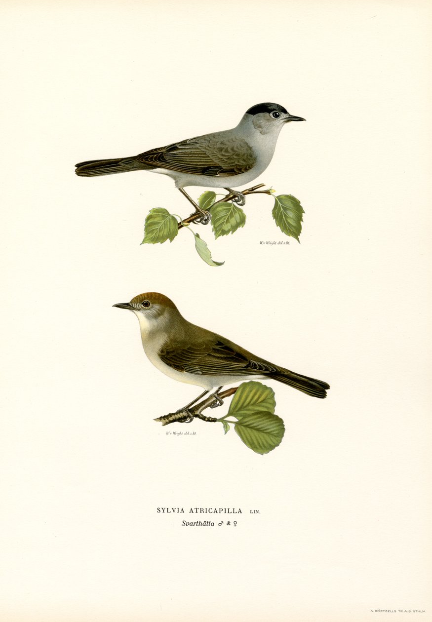 Blackcap (renkli lito) by Magnus Ferdinand and Wilhelm von Wright